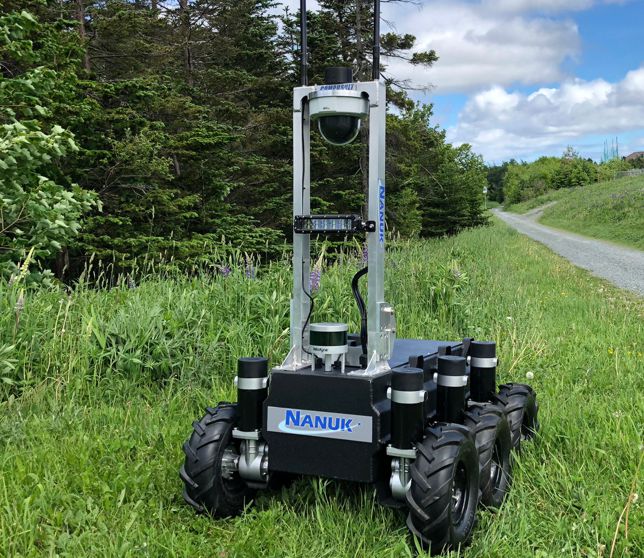 Nanuk in a grass feild